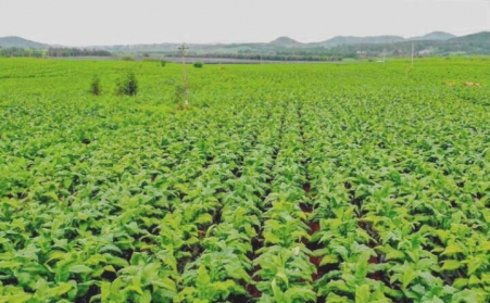 生物質燃料代替煤炭做熱源 羅平縣趟出煙葉烘干新路子